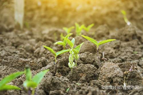 黄芪的种植方法及条件