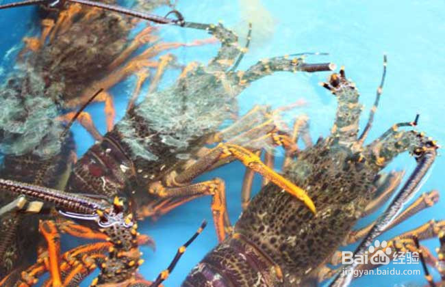 大龙虾养殖方法