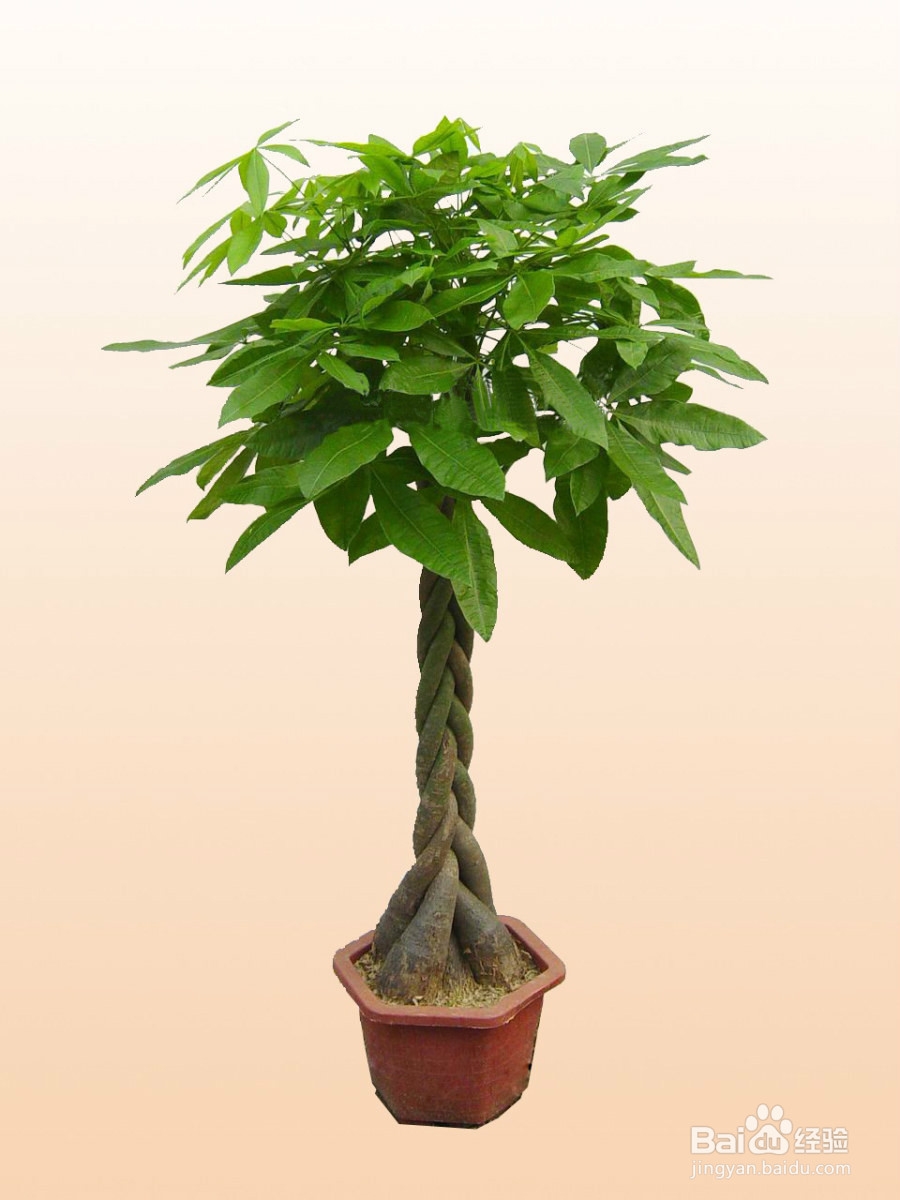 怎样净化家中的空气