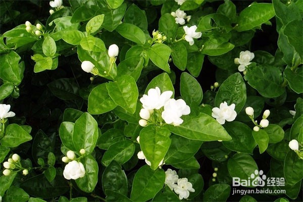 如何栽种茉莉花 种植茉莉花有哪些注意事项