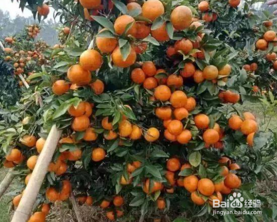 砂糖橘树种植方法