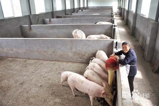 如何养猪最赚钱