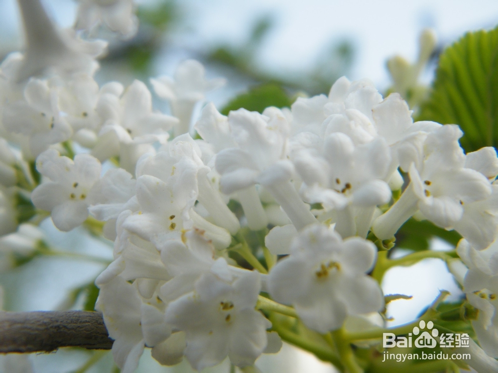 美丽的兰州：[2]春季花朵一景
