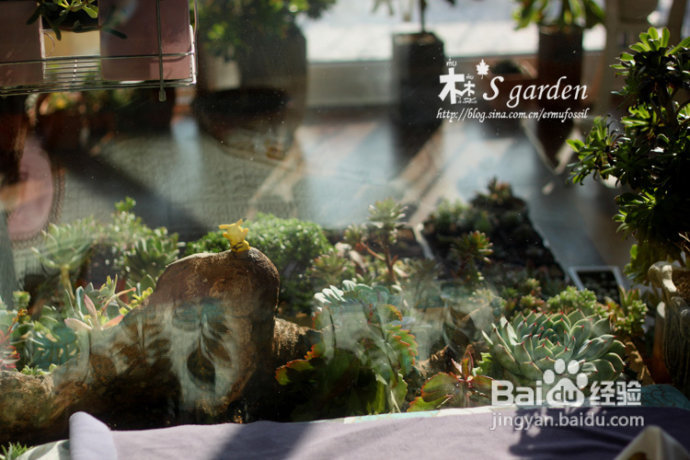 植物摄影小窍门+皮神山大王记