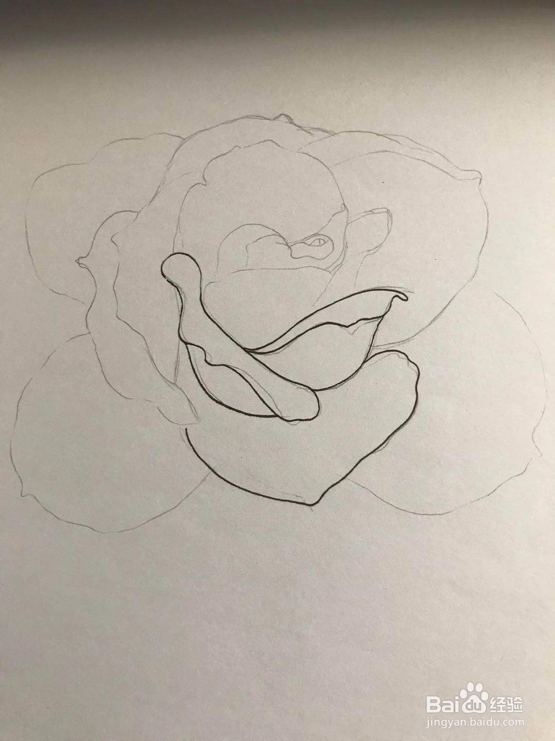 玫瑰花黑白线描画