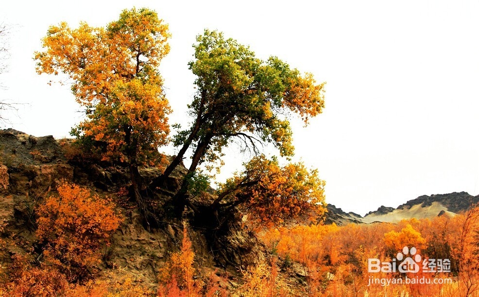 胡杨林旅游攻略：秋光如画 邂逅敦煌胡杨林