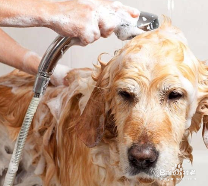 给狗狗洗澡的正确顺序