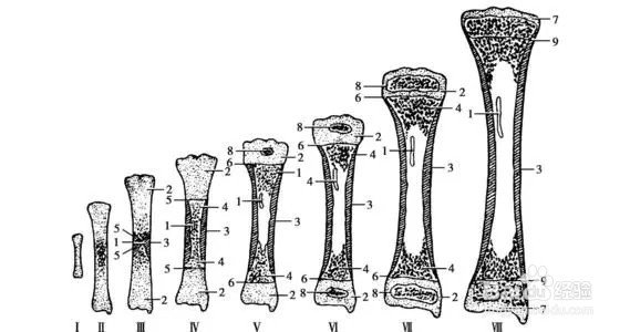 16岁该怎么做才能长高