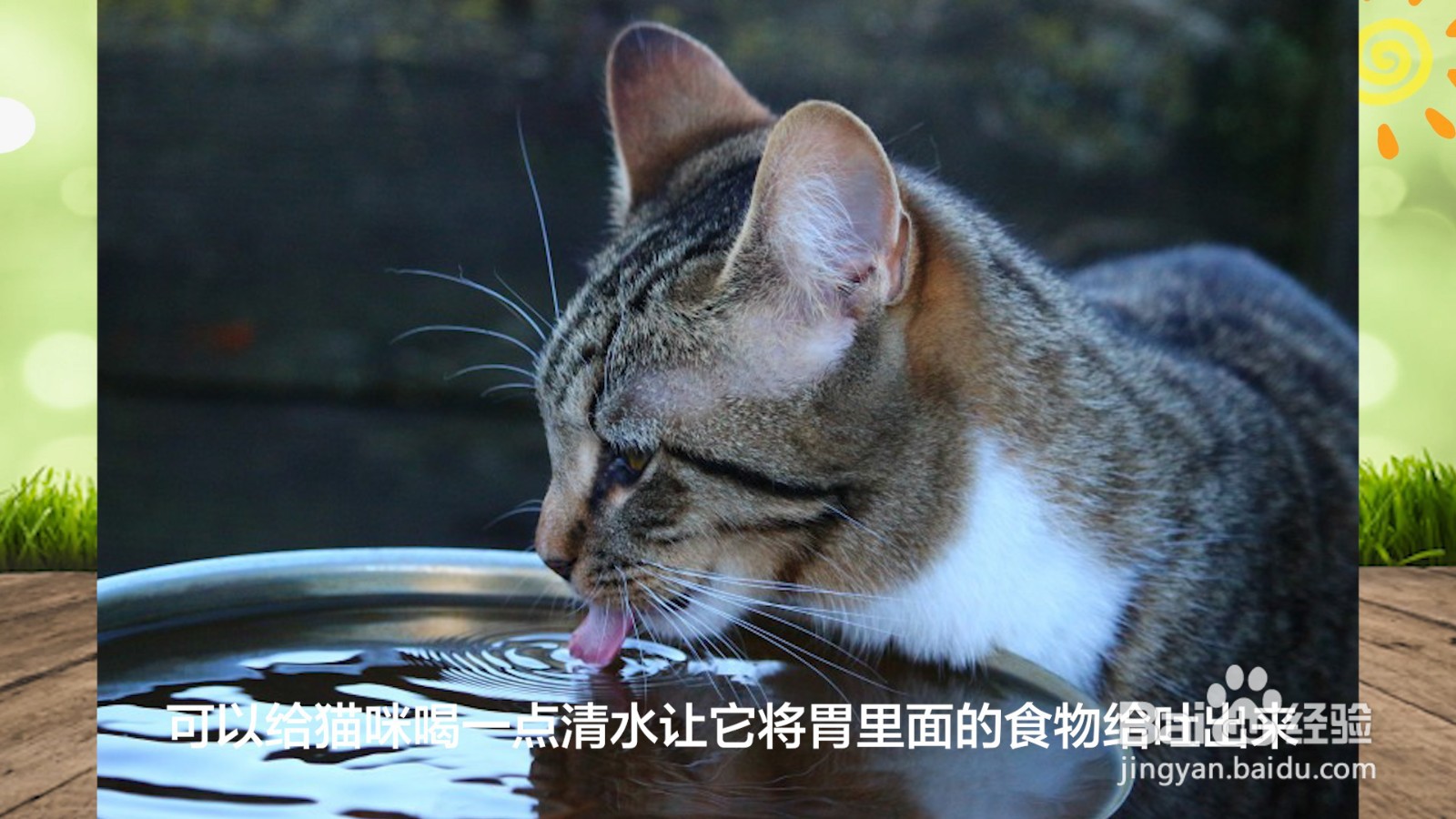 猫吐了白色黏液或泡沫