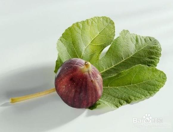 无花果叶子煮水