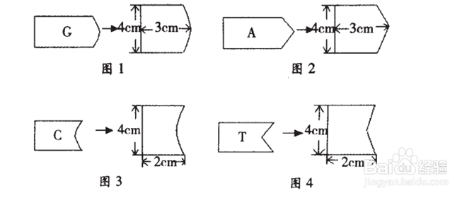 制作DNA平面结构模型