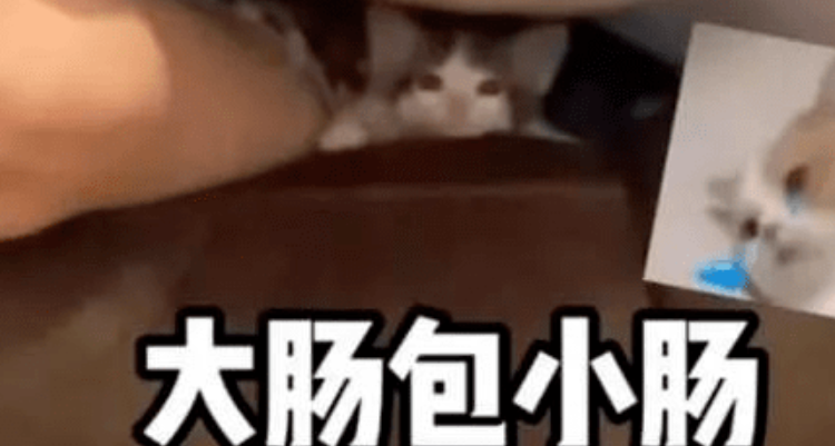 人生无常大肠包小肠是谁说的