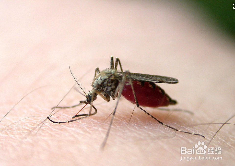 <b>夏季如何防止蚊子，家庭如何防蚊子</b>