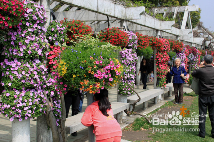 上海植物园（上）