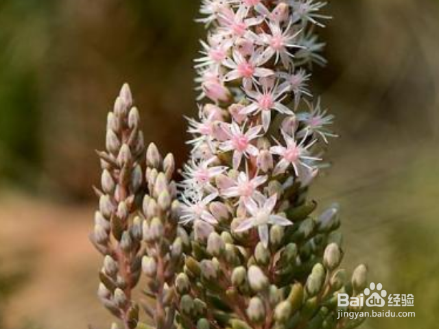 塔花瓦松如何种植?