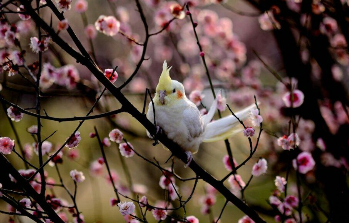 玄凤鹦鹉说话能力强吗？智力怎样？亲近人不