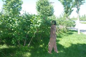 观赏树要怎么修剪呢