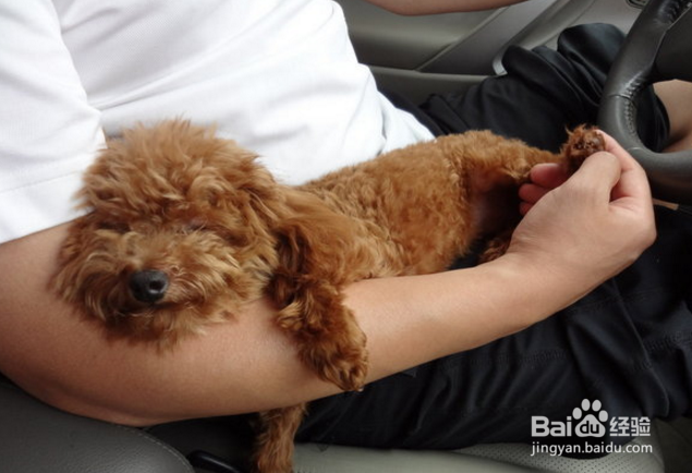 如何让狗狗不惧怕车辆且乐于乘车