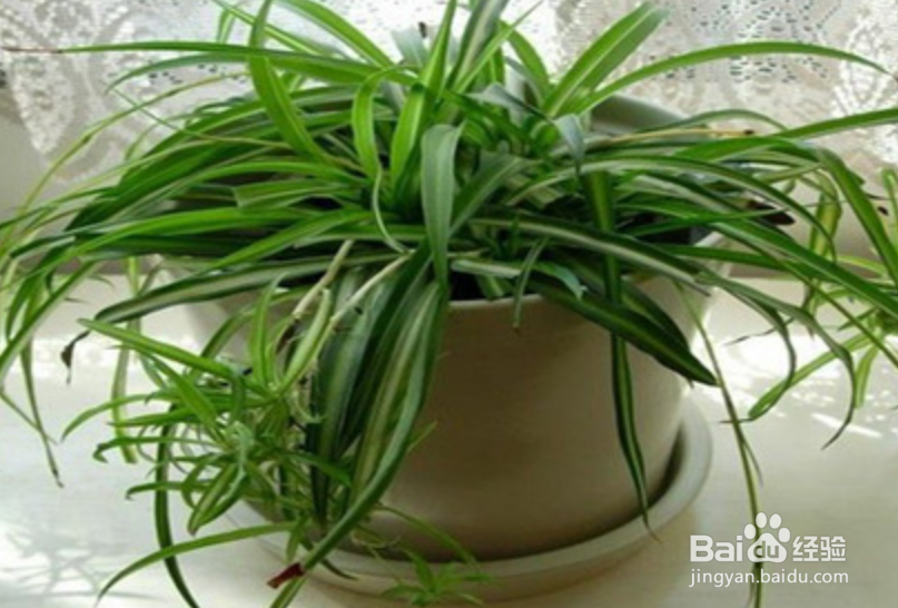 吊兰的养护方法