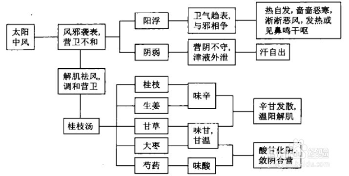 伤寒论考点重点疏理：[7]桂枝汤证
