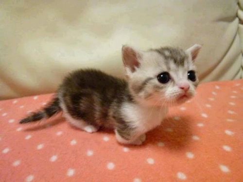 还没睁开眼睛的小猫要怎么养啊?急求高招~!!