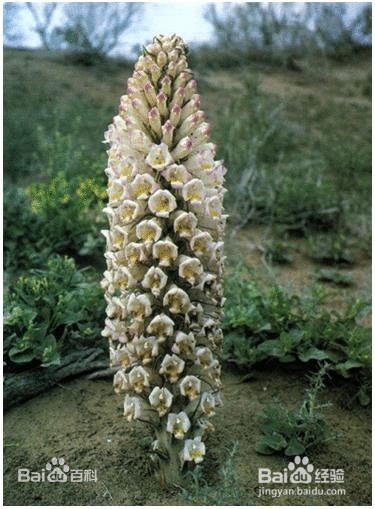 常见病便秘：[5]饮食疗法