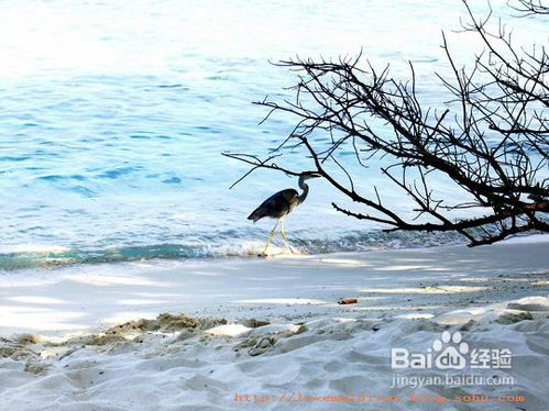 分享马尔代夫旅游班度士岛旅游项目旅游经验