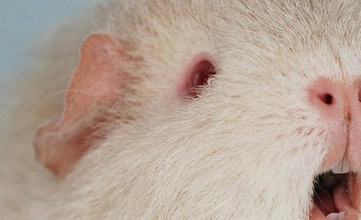 仓鼠喂养的注意