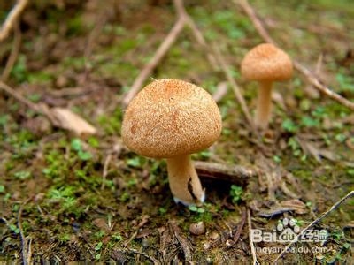 哪种蔬菜烹调不当易中毒