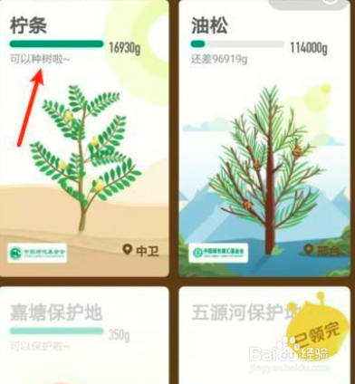 蚂蚁森林如何才能进行种树