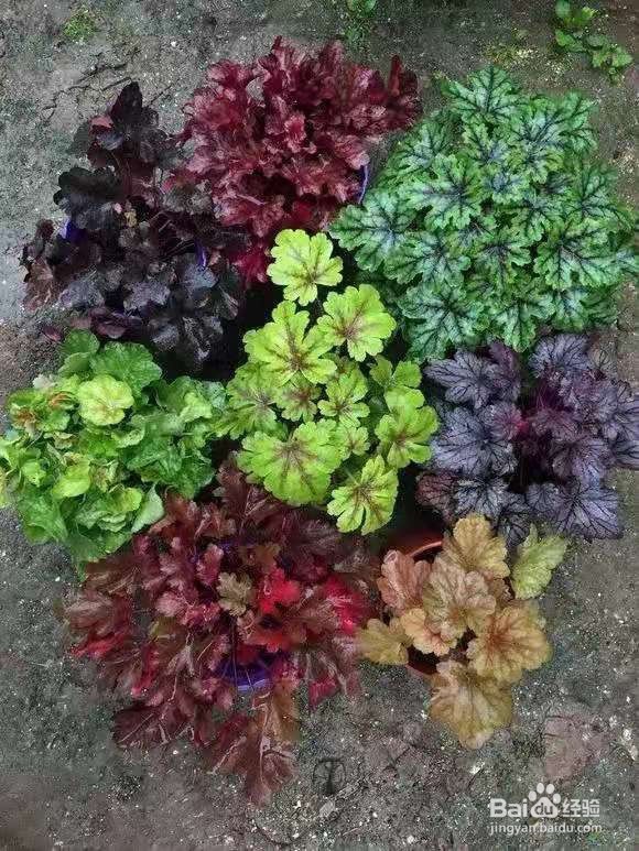 1种叶子五颜六色，耐阴耐冻，养一盆太美了 ￼