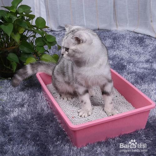 猫乱尿怎么解决方法