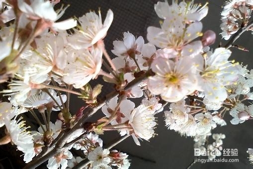 把春天的樱花朵朵拍出风采 手机拍