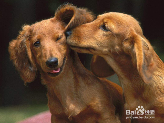 怎样根据狗狗的天性进行训练？