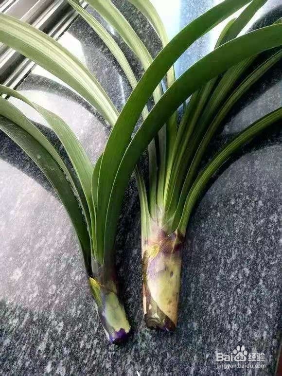 君子兰烂根别慌，切1刀泡一泡，2周长出大白根