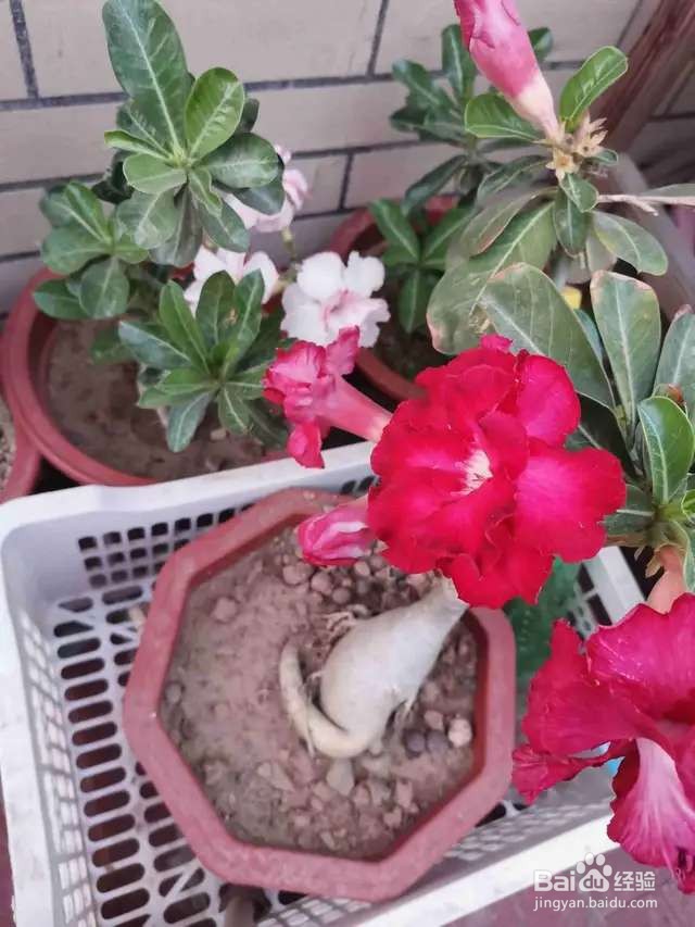 超耐旱的沙漠玫瑰，肚大花美，你值得拥有哦