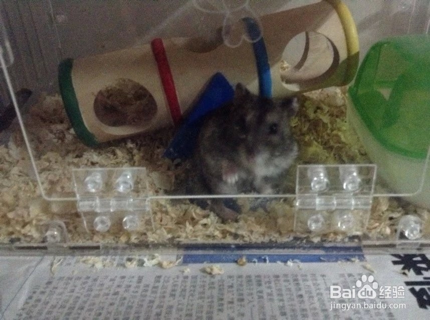 怎样饲养仓鼠---如何选择垫料