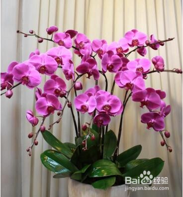 蝴蝶兰夏季怎么管理