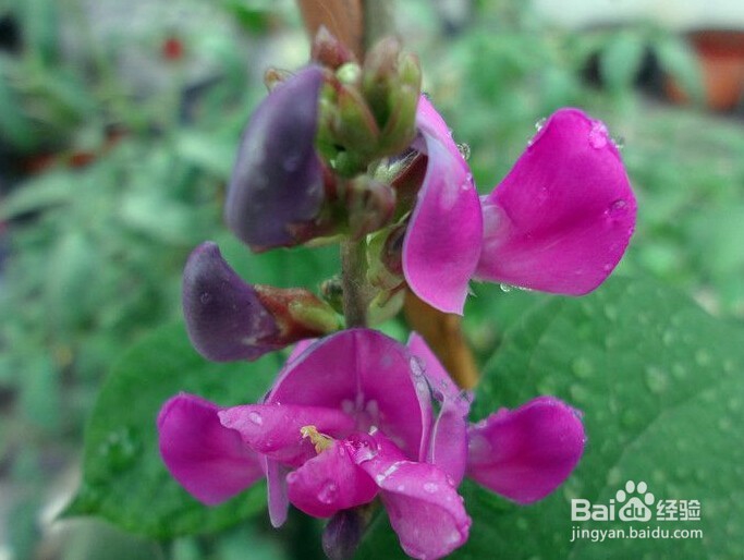 如何腌制酸梅豆？凉拌梅豆角开胃！