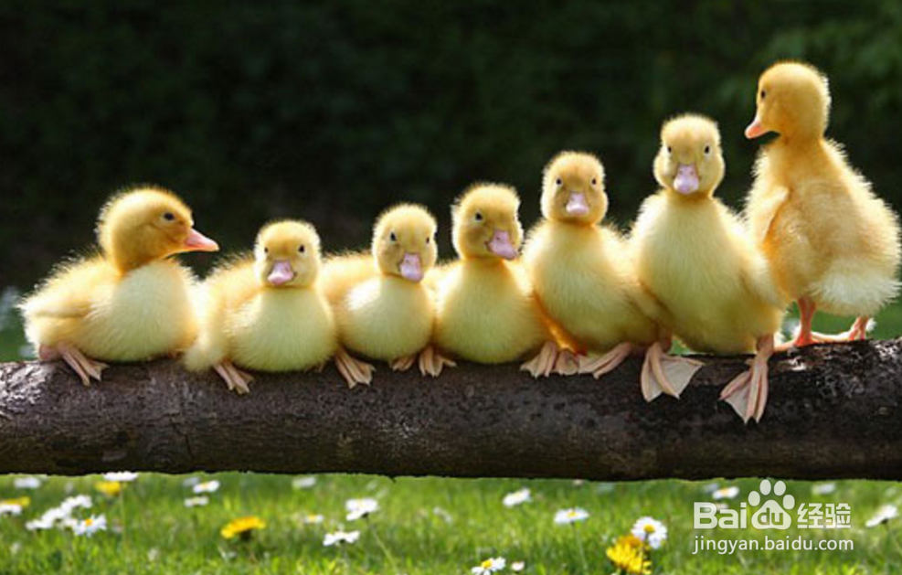 小鸭子怎么养