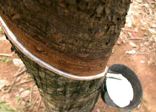 世界上最大的橡胶生产国是哪个国家