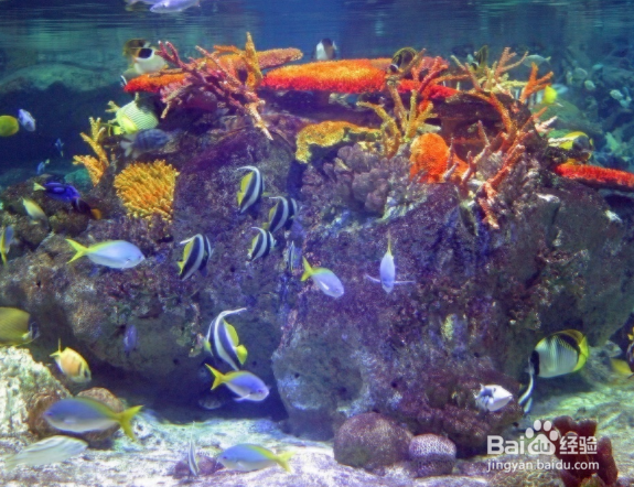 鱼缸内山湖礁变脏变黑怎么办