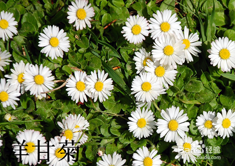 现在起,改善失眠用精油