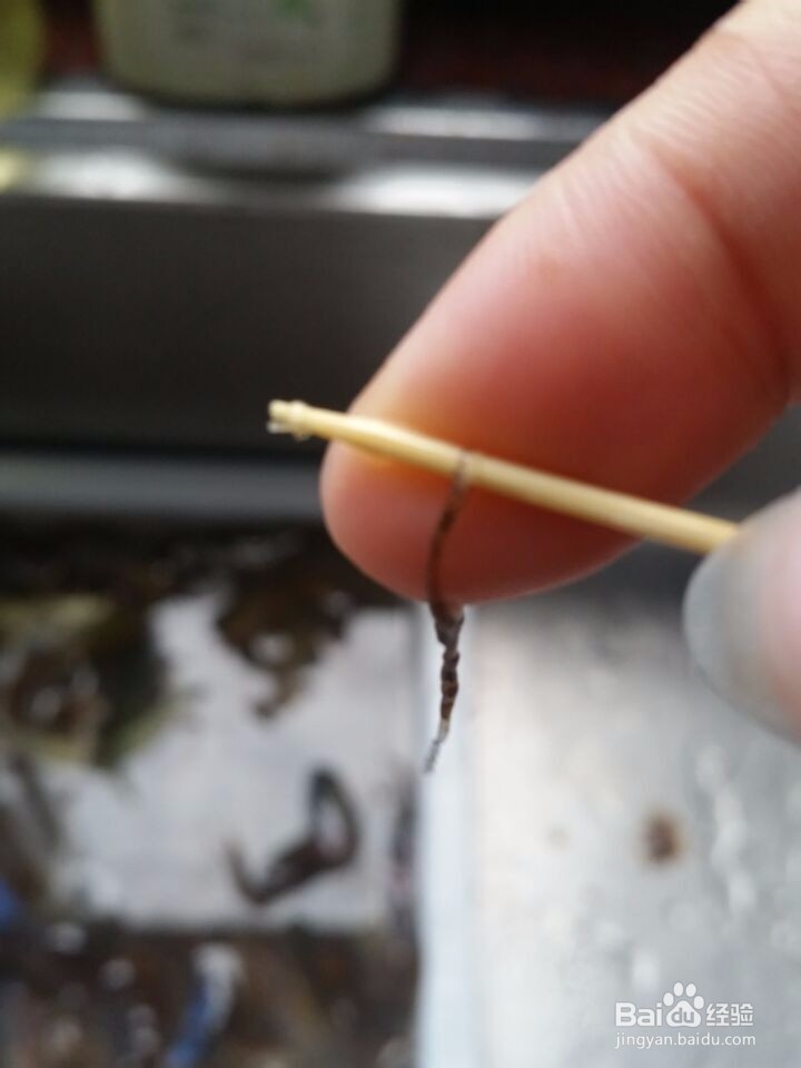 快速轻松除虾线