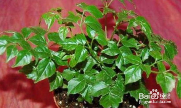 怎样养好幸福树