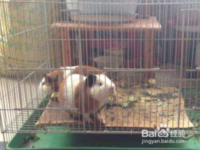 荷兰猪笼子怎么布置?