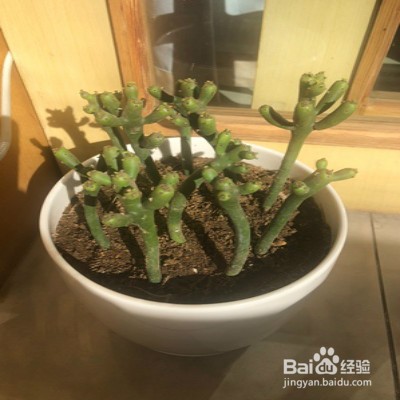 绿珊瑚怎样养护
