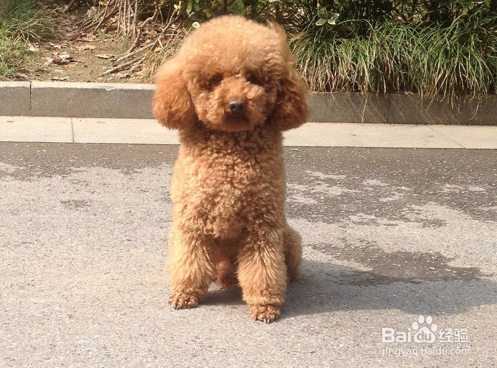 流浪狗怎么处置 遇到流浪狗怎么办