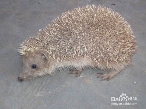 刺猬怎么顺刺