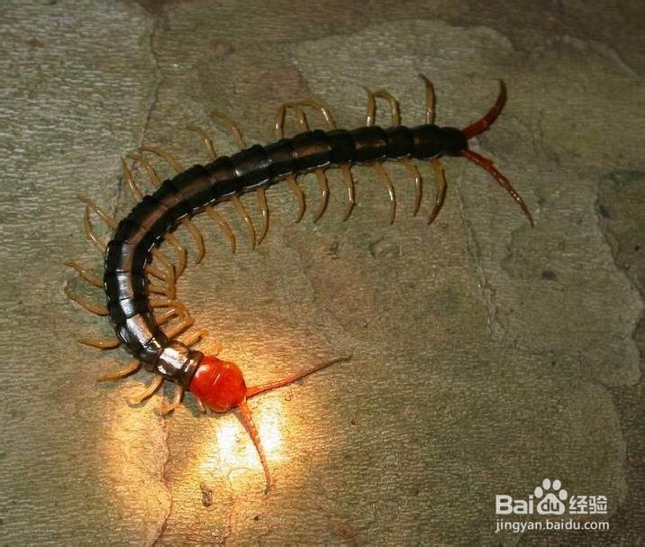 被蜈蚣咬伤怎么办,如何处理